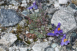 Alpen-Leinkraut (Linaria alpina) (08.2021, F189640)
