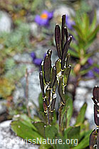 Bläuliche Gänsekresse (Arabis caerulea) (F189652) Bläuliche Gänsekresse (Arabis caerulea) (F189652)