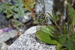 Bläuliche Gänsekresse (Arabis caerulea) (F189653) Bläuliche Gänsekresse (Arabis caerulea) (F189653)
