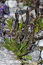 Bläuliche Gänsekresse (Arabis caerulea) (F189655) Bläuliche Gänsekresse (Arabis caerulea) (F189655)
