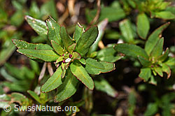 Fleischers Weidenröschen (Epilobium fleischeri) (08.2021, F189662)