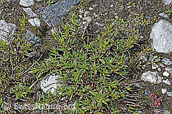 Fleischers Weidenröschen (Epilobium fleischeri) (08.2021, F189664)