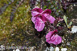 Kerners Läusekraut (Pedicularis kerneri) (08.2021, F189671)