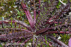 Kerners Läusekraut (Pedicularis kerneri) (F189672)