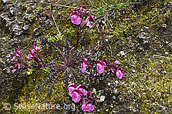 Kerners Läusekraut (Pedicularis kerneri) (08.2021, F189675)