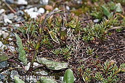 Huflattich (Tussilago farfara) (F189676)