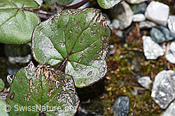 Huflattich (Tussilago farfara) (F189678)