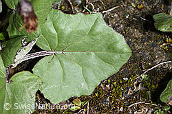Huflattich (Tussilago farfara) (08.2021, F189685)