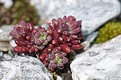 Dunkler Mauerpfeffer (Sedum atratum) (08.2021, F189699)