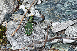 Gallischer Sandlaufkäfer (Cicindela gallica). (08.2021, F189719)