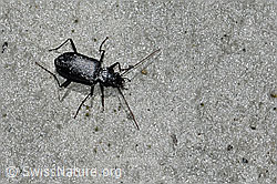 Nebria jockischii (Dammläufer) (08.2021, F189721)