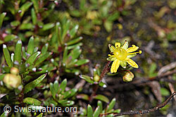Bewimperter Steinbrech (Saxifraga aizoides) (08.2021, F189727)