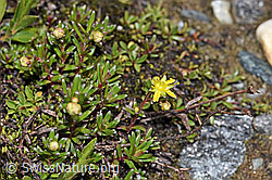 Bewimperter Steinbrech (Saxifraga aizoides) (08.2021, F189728)