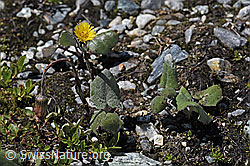 Huflattich (Tussilago farfara) (08.2021, F189759)