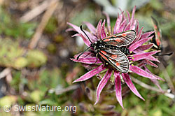 Berg-Hauswurz (Sempervivum montanum)