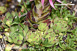 Sempervivum montanum (F189767)
