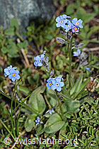 Myosotis alpestris (F189784)