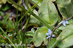 Myosotis alpestris (F189786)