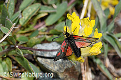 Alpen-Widderchen (Zygaena exulans) auf Kalk-Polsternelke (Silene acaulis)