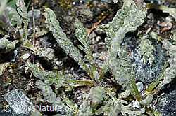 Zwerg-Schafgarbe (Achillea nana) (F189823) Zwerg-Schafgarbe (Achillea nana) (F189823)