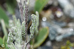 Zwerg-Schafgarbe (Achillea nana) (F189824) Zwerg-Schafgarbe (Achillea nana) (F189824)