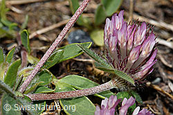 Schnee-Klee (Trifolium pratense ssp. nivale) (F190009)