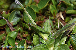 Alpen-Vergissmeinnicht (Myosotis alpestris) (F190032)
