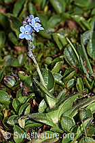 Alpen-Vergissmeinnicht (Myosotis alpestris) (F190033)