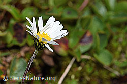 Leucanthemopsis alpina (F190036)