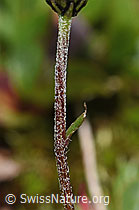 Leucanthemopsis alpina (F190038)
