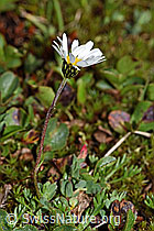 Leucanthemopsis alpina (F190040)