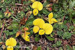 Alpen-Hornklee (Lotus alpinus) (F190047)
