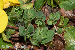 Alpen-Hornklee (Lotus alpinus) (F190048)