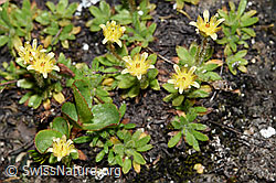 Séguiers Steinbrech (Saxifraga seguieri) (06.08.2021, F190060)