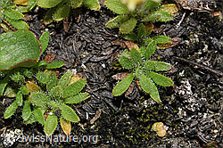 Séguiers Steinbrech (Saxifraga seguieri) (F190062)