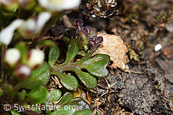 Pritzelago alpina ssp. brevicaulis (F190085)