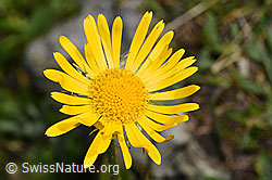 Clusius Gämswurz (Doronicum clusii) (F190115) Clusius Gämswurz (Doronicum clusii) (F190115)