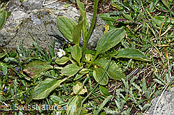 Clusius Gämswurz (Doronicum clusii) (F190117) Clusius Gämswurz (Doronicum clusii) (F190117)