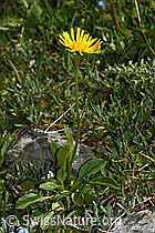 Clusius Gämswurz (Doronicum clusii) (F190119) Clusius Gämswurz (Doronicum clusii) (F190119)