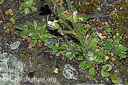 Mannsschild-Steinbrech (Saxifraga androsacea) (06.08.2021, F190136)