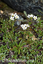 Stumpfblättriger Mannsschild (Androsace obtusifolia) (06.08.2021, F190143)