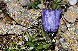Niedliche Glockenblume (Campanula cochleariifolia) (F190268)