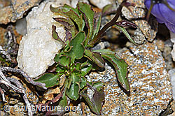 Niedliche Glockenblume (Campanula cochleariifolia) (F190269)