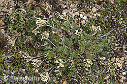 Alpen-Spitzkiel (Oxytropis campestris) (F190291) Alpen-Spitzkiel (Oxytropis campestris) (F190291)