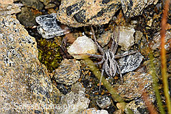 Thanatus coloradensis (Laufspinne) (F190293) Thanatus coloradensis (Laufspinne) (F190293)