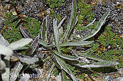 Edelweiss (Leontopodium alpinum) (F190329)