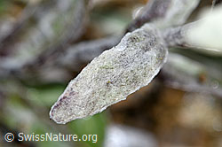 Edelweiss (Leontopodium alpinum) (F190330)