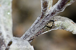 Edelweiss (Leontopodium alpinum) (F190331)