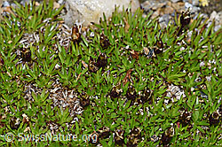 Kalk-Polsternelke (Silene acaulis) (F190341)