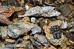 V-Fleck-Springspinne (Aelurillus v-insignitus) (F190355)